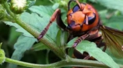 Džinovski azijski hornet